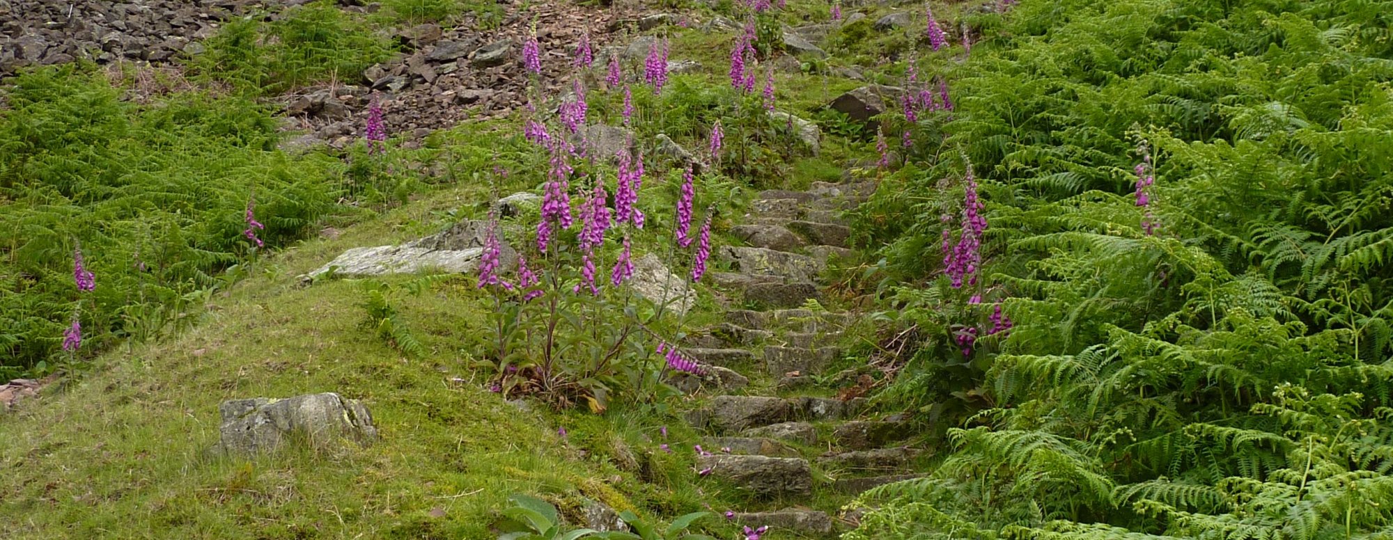 Probably not Lupins at all, on the path up to Silver How