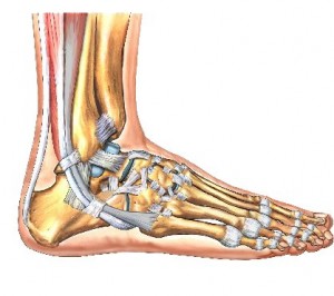 Tendons of the foot