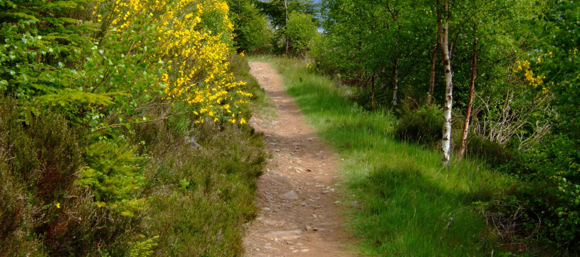 Forest path beside Loch Ness