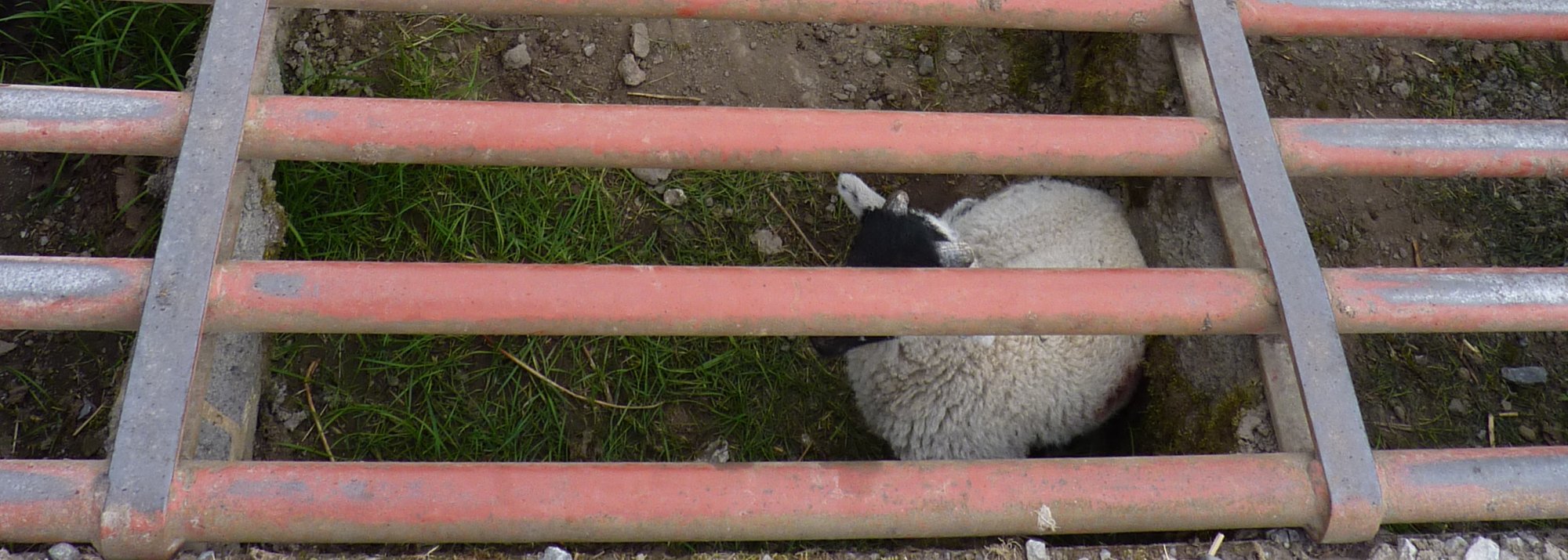 Lamb trapped in the cattle grid... again!