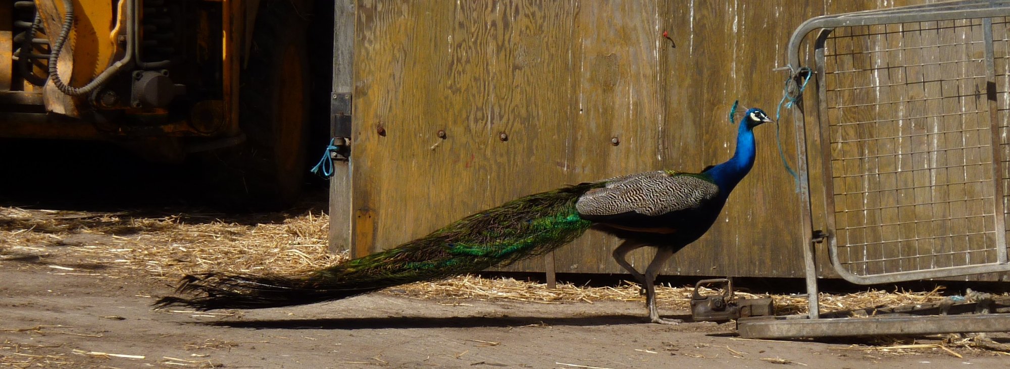 One of the many peacocks at Stoupebrow Cottage Farm