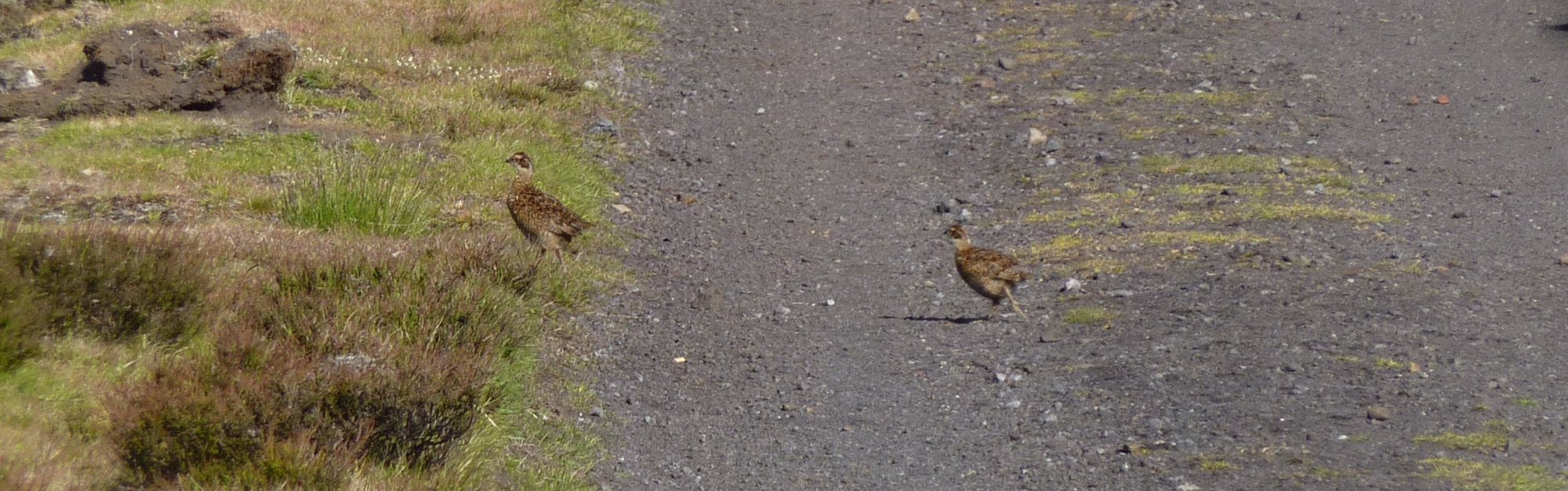Baby grouse everywhere along the Rosedale...