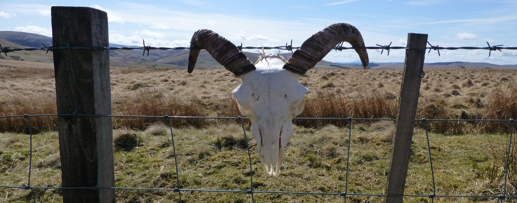 Interesting fence ornament on the way up Coupland Knowe