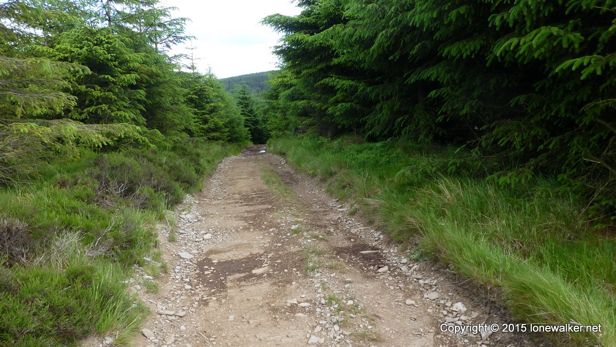 The summit of Fron-wen - in the middle of this rather unassuming forest track