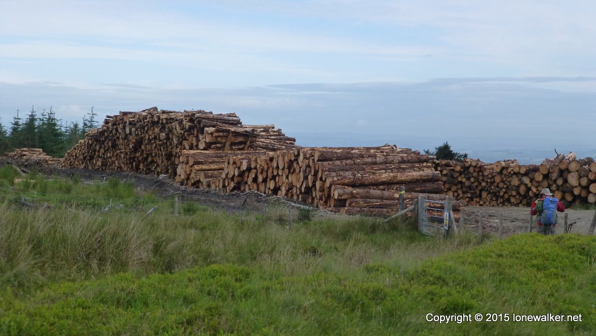 Timber stacks beside the path to Black Mixen